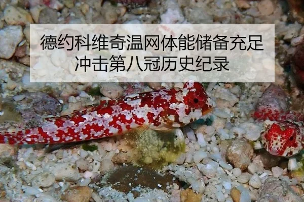 德约科维奇温网体能储备充足 冲击第八冠历史纪录